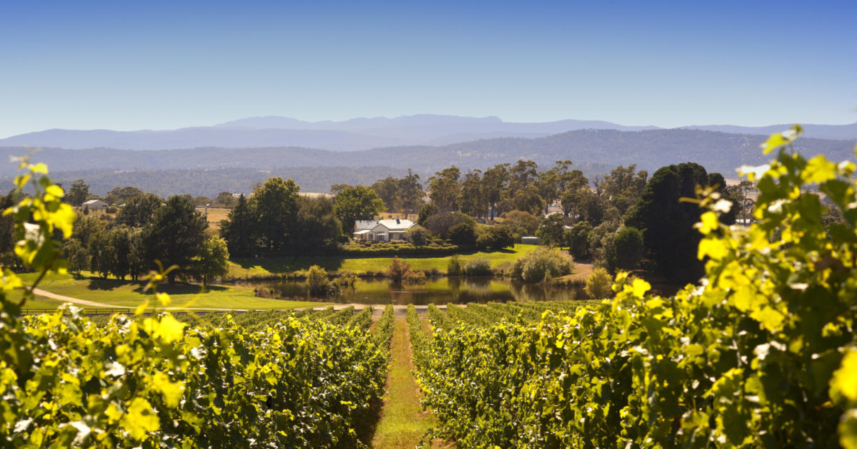 tamar valley wine tours private