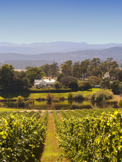 Vineyards in the Tamar Valley you can wine and dine at