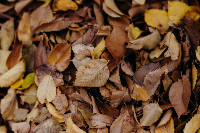 559324 bed of autumn leaves