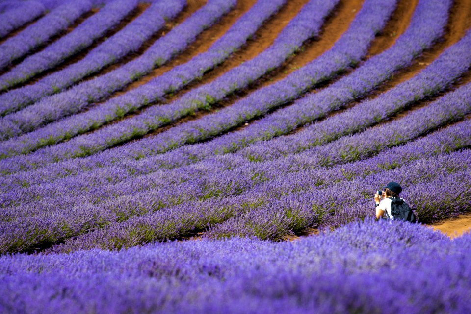 Bridestowe Estate Lavender Farm Rob Burnett 5