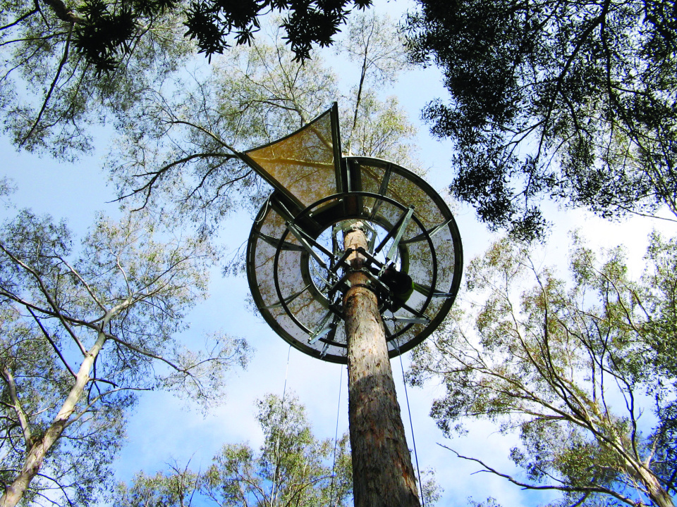 Hollybank Treetops Adventures Looking up through a cloudstation