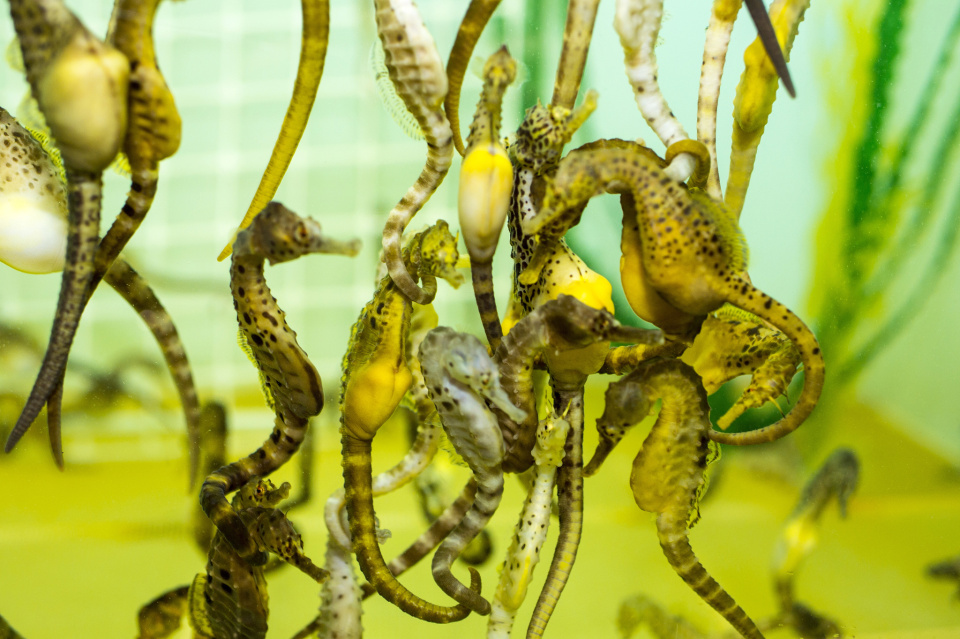 Seahorse World Rob Burnett 45