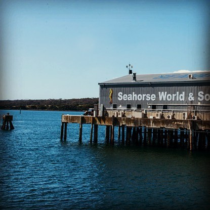 Seahorseworld Instagram 2976 ig 17850416593038474